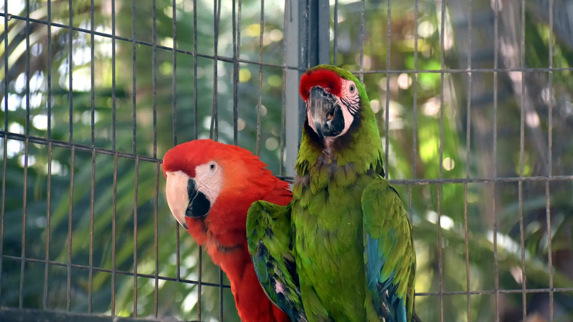 Zooria el zoologico de Irapuato  (1)